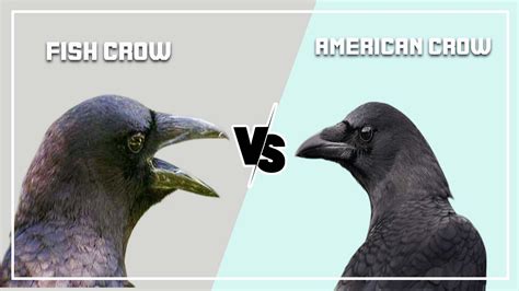 crow fish|What’s the difference between a fish crow and a .
